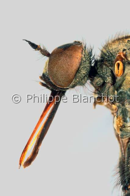 Euempis tesselata.JPG - Euempis tessellata (Portrait)Empis marquetemoucheFlyDipteraEmpididaeFrance